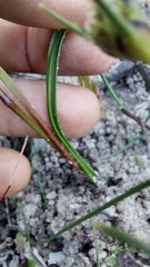 Pauridia canaliculata