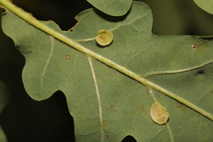 Neuroterus albipes