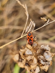 Pyrrhocoris apterus