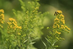 Solidago gigantea