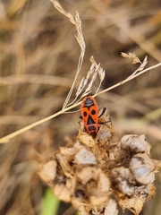 Pyrrhocoris apterus