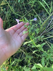 Mimulus ringens