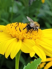 Bombus pascuorum