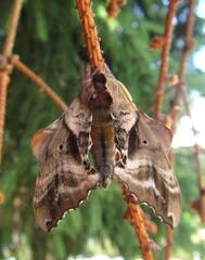 Paonias excaecata