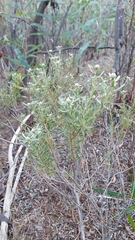 Leucadendron cinereum