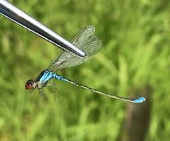 Erythromma viridulum