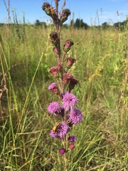 Liatris ligulistylis