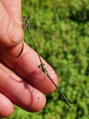 Lestes virens