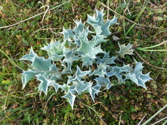 Eryngium maritimum