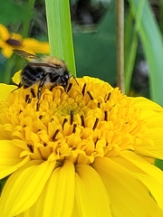 Bombus pascuorum