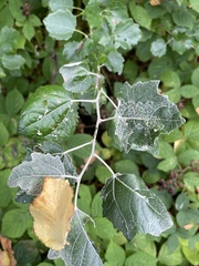Populus alba