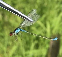 Erythromma viridulum