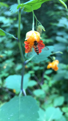 Meliscaeva cinctella