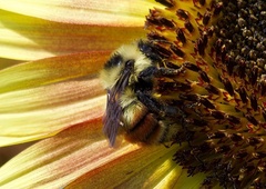 Bombus huntii