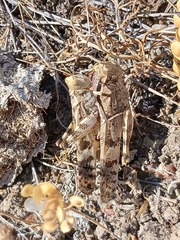 Dissosteira spurcata