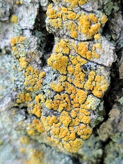 Candelariaceae