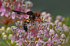 Cerceris bicornuta