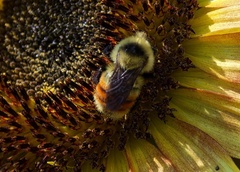 Bombus huntii