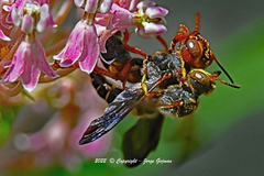 Cerceris bicornuta