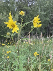 Helianthus giganteus