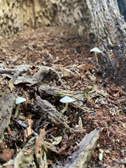 Tetrapyrgos nigripes