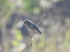Saxicola rubicola