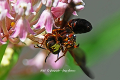 Cerceris bicornuta