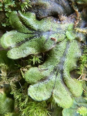 Marchantia polymorpha polymorpha