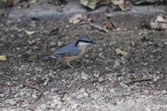 Sitta europaea