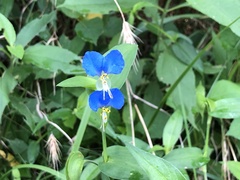 Commelina communis