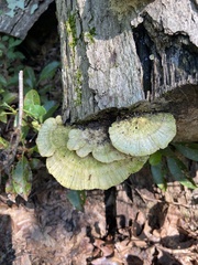 Trametes elegans