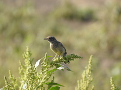 Saxicola rubicola