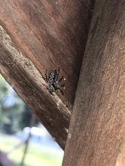 Platycryptus undatus