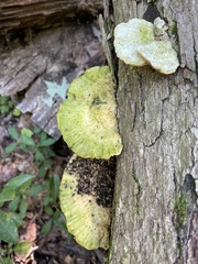 Trametes elegans