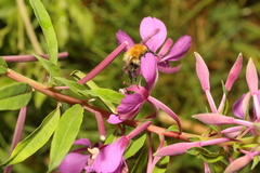 Bombus pascuorum