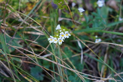 Euphrasia officinalis
