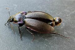 Carabus nemoralis