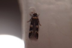 Autostichidae