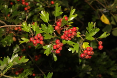 Crataegus laevigata