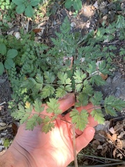 Anthriscus sylvestris