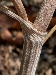 Anthriscus sylvestris