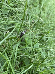 Leptoglossus oppositus