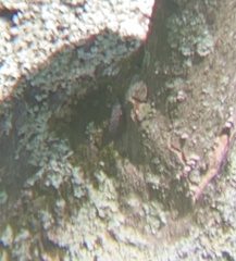 Lycorma delicatula