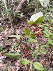 Vaccinium arboreum