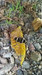 Trichodezia albovittata