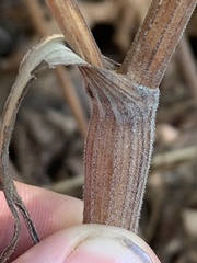 Anthriscus sylvestris