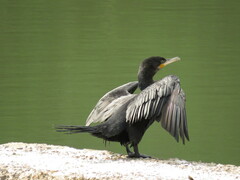 Nannopterum brasilianum