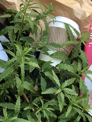 Dysphania ambrosioides