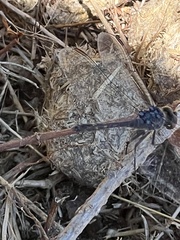 Erythrodiplax berenice