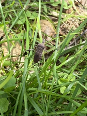 Leptoglossus oppositus